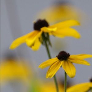 Meet your Posher, RhCycled